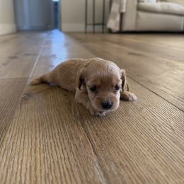 Chloe - Red and white female Cockapoo puppy in Yuba City, California from The Doodle Barn
