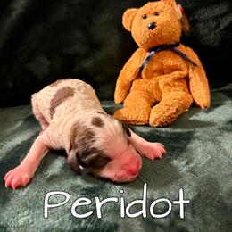 Peridot - Brown and white male Aussiedoodle puppy in Gresham, Oregon from Daisys Doodles