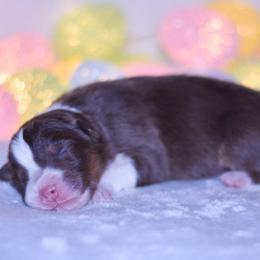 Zegna - Red tri-color female Australian Shepherd puppy in Easton, Missouri from MMA Kennel