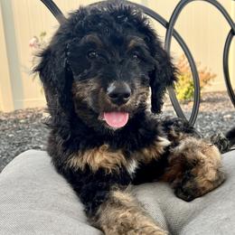 Moon - Phantom female Bernedoodle puppy in Nampa, Idaho from Ember Skies Doodles