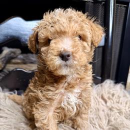 Cranberry - Red male Bernedoodle puppy in Tyner, Kentucky from Good Dog Doodles