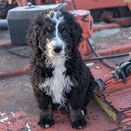 Lola - Tri-color female Bernedoodle puppy in Lancaster, Minnesota from Richardville Hunde