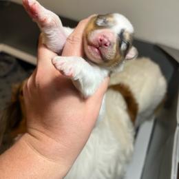 Clover - White merle female Collie puppy in Henderson, Nevada from River Spirit Collies
