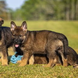 German Shepherd Puppies from Sommerfeld German Shepherds