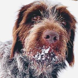 Hantzel - Wirehaired Pointing Griffon