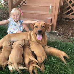 Labrador Retriever Puppies from Red Tide Retrievers