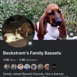 Basset Hound All Grown Up from Beckstrom’s Family Bassets