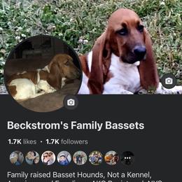 Basset Hound All Grown Up from Beckstrom’s Family Bassets
