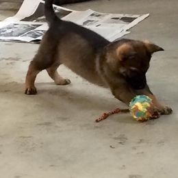 German Shepherd Puppies from Von Lindesfarne