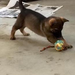 German Shepherd Puppies from Von Lindesfarne