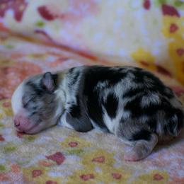 Winnie - Blue merle female Miniature American Shepherd puppy in Chocowinity, North Carolina from Foxtail Hollow