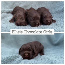 4th Pick Chocolate Girl - Chocolate female Australian Labradoodle puppy in Hartshorne, Oklahoma from Jena Edmond