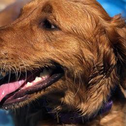 Golden Retrievers from BellaRosa Legacy Goldens