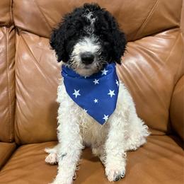 John Darling - Parti male Goldendoodle puppy in Pittsburg, Texas from Peachy Pine Goldendoodles