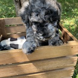 Sheepadoodle Puppies from Primrose Cottage Puppies