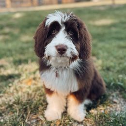 Bernedoodles, Goldendoodles, and Poodles from Gravelle Family Farm