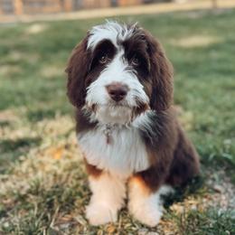Bernedoodles, Goldendoodles, and Poodles from Gravelle Family Farm