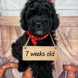 Olaf - Black phantom male Aussiedoodle puppy in Idabel, Oklahoma from Kay Kay’s Poodles & Doodles