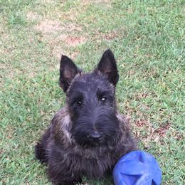 Scottish Terrier Puppies from Gina Smith