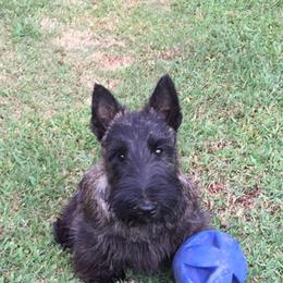 Scottish Terrier Puppies from Gina Smith