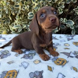Chocolate and tan shorthair female - Chocolate and tan female Dachshund puppy in California from Sweetheart Labradors & Mini Dachshunds