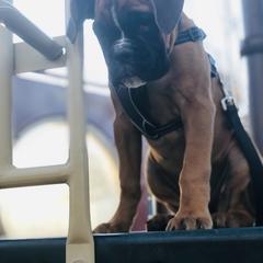Boxer Puppies from Grand Lake Boxers