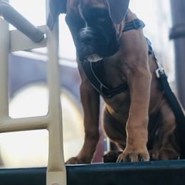 Boxer Puppies from Grand Lake Boxers
