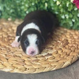 (Paul) McCartney - Black tri male Miniature Australian Shepherd puppy in California from Eagle River Aussies