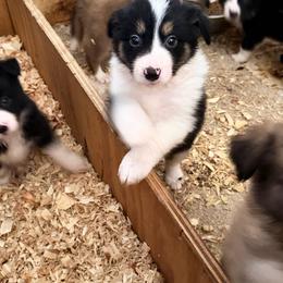Border Collie puppies from 4Ransom Ranch