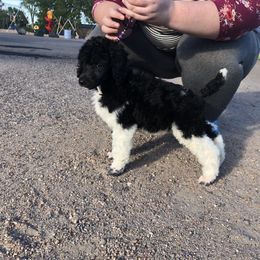 German Shepherd and Poodle Puppies from United Broughton Kennel