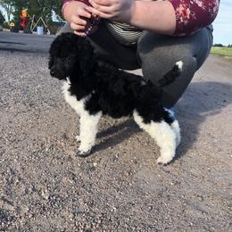German Shepherd and Poodle Puppies from United Broughton Kennel