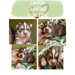 Canyon - Red and white male Siberian Husky puppy in Florence, Kentucky from Moonlight Howl Huskies