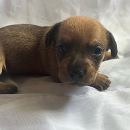 Penny - Red female Dachshund puppy in Colonial Heights, Virginia from Mimi’s Doxies