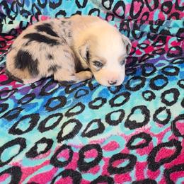 Theo - Blue merle male Australian Shepherd puppy in Leonard, Texas from Tin Roof Aussies