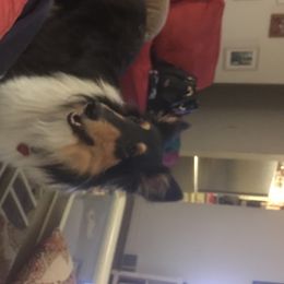 Sunni - Collie