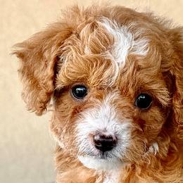 Lucky Jr - Black Collar Boy - Red male Cavapoo puppy in Highland, Utah from Angel Pups Deluxe
