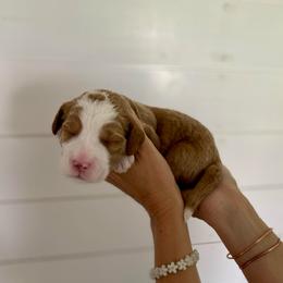 Denver - Red  male Goldendoodle puppy in Stanford, Kentucky from Holloway Goldendoodles
