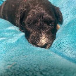 Al - Black male Miniature Schnauzer puppy in Ravensdale, Washington from Serenity Schnauzers