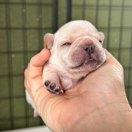 Mistletoe - Cream female French Bulldog puppy in Elmore City, Oklahoma from OK America Kennels