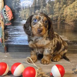 Minnow - Dapple female Dachshund puppy in Romney, Indiana from Brown's Valley Dachshunds