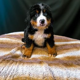 Big X - Black rust and white male Bernese Mountain Dog puppy in Alabama from Dogwood Creek Bernese