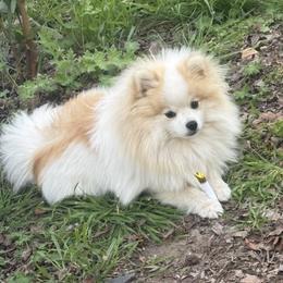 Chasey - Pomeranian