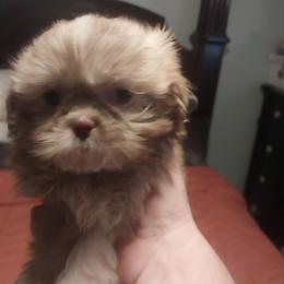 Girl 2 - Gold and white female Shih Tzu puppy in Eastanollee, Georgia from G & J Shih Tzu