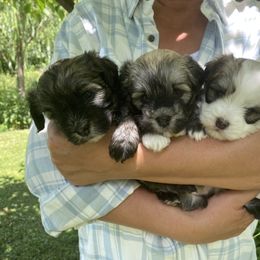 Havanese Puppies from Sandia Havanese