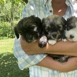 Havanese Puppies from Sandia Havanese