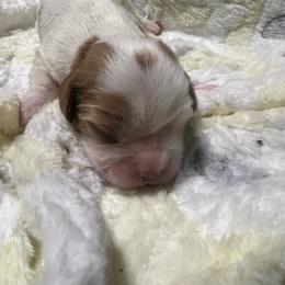 Jackson - Blenheim male Cavalier King Charles Spaniel puppy in Pennsylvania from Julie's Cavalier King Charles Spaniels