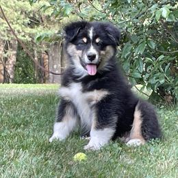Coal - Black tri-color male Australian Shepherd puppy in Winslow, Maine from Cowboy Aussies