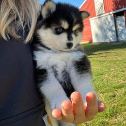 Denali - Black and white female Pomsky puppy in Rathdrum, Idaho from Smart Pomskies and Frenchies