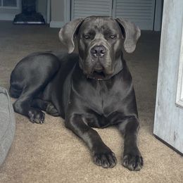 Lola - Cane Corso