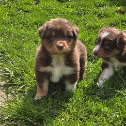 Tomatillo - Red tri-color male Australian Shepherd puppy in Albany, Oregon from Red Cloud Australian Shepherds and DeGray Great Danes & Bulldogs